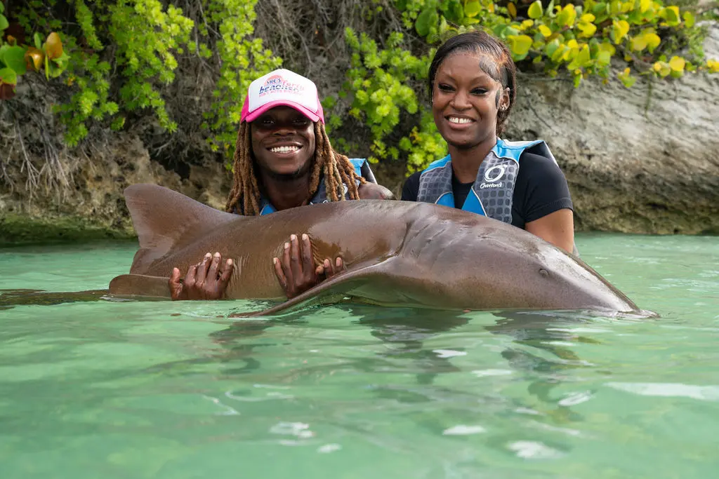 Guests getting up close to gentle nurse sharks in the Bahamas