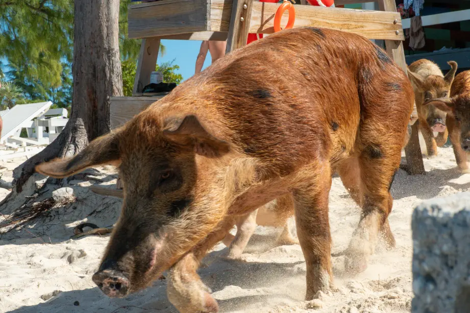 Famous swimming pigs of Rose Island wading in the shallow turquoise water