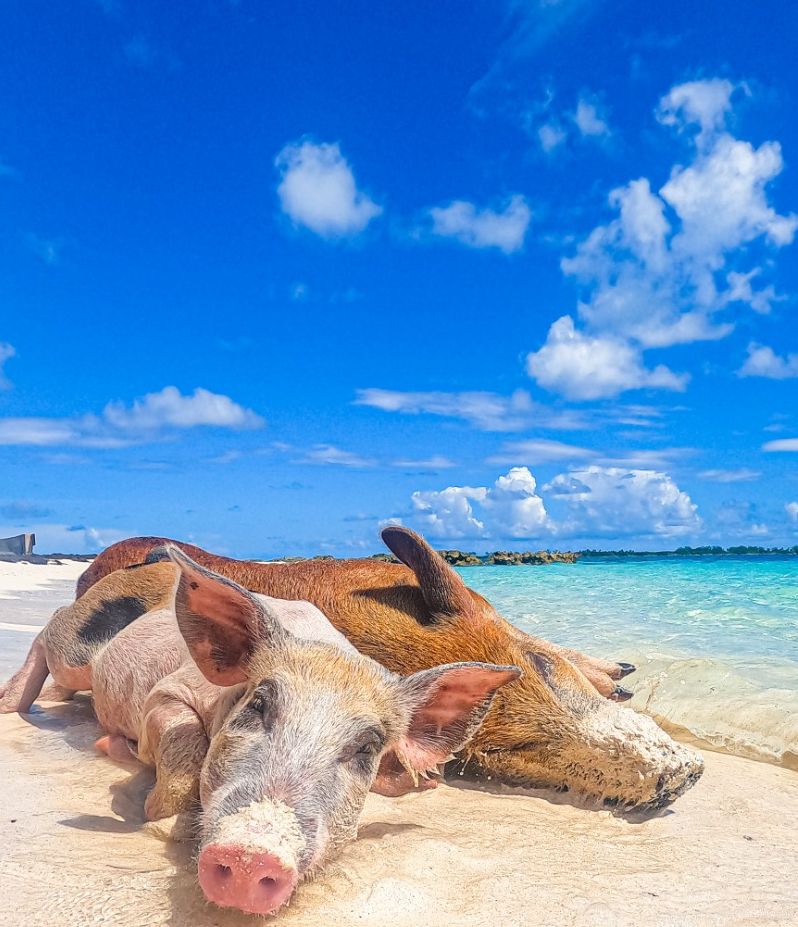 Pig Beach Bahamas - Seas N' Cays Cruises