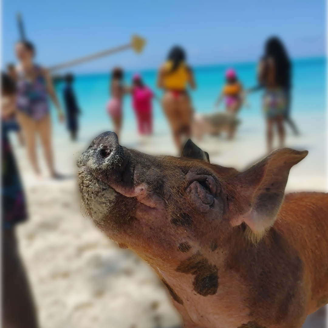 VIP Package -Snorkeling & Swimming Pigs - Seas N' Cays Cruises