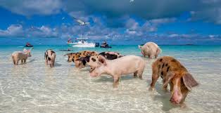 Pig beach Bahamas in the Exuma Cays