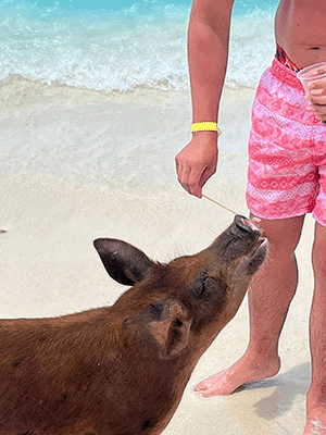 Swimming Pigs of Bahamas - Seas n' Cays