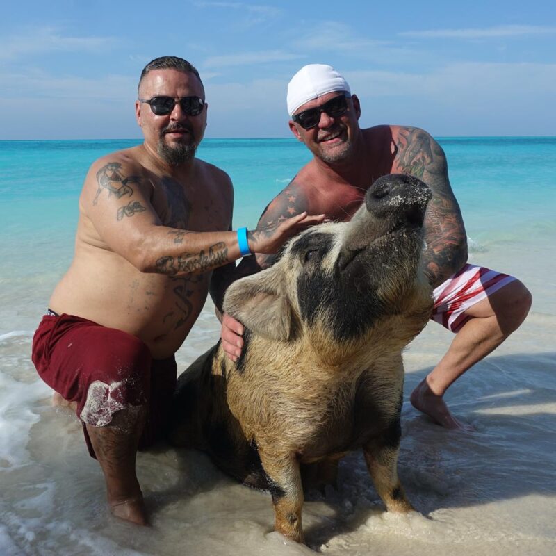 Swimming Pigs