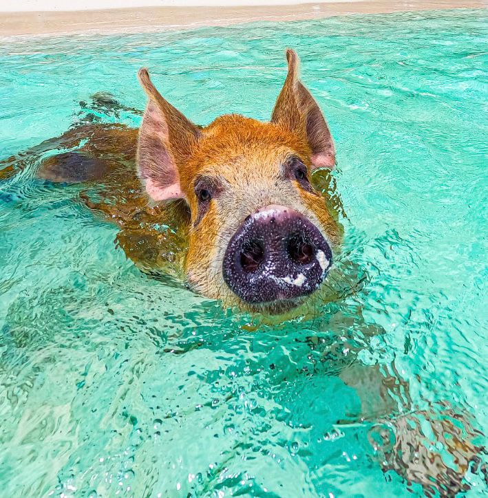 The Pointe Marina at the Margaritaville Hotel (Downtown Nassau) – Rose Island Snorkeling & Swimming Pigs Adventure