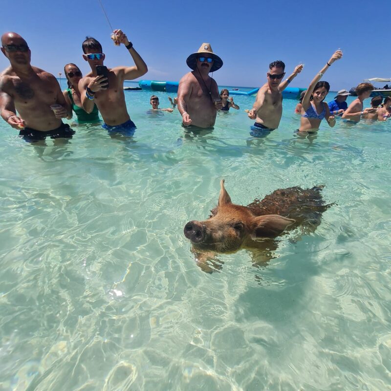 Swimming Pigs Experience
